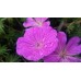 Bodziszek czerwony (Geranium sanguineum) Vision Violet