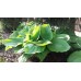 Funkia (Hosta hybrida) Sum and Substance