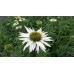 Jeżówka purpurowa (Echinacea purpurea) Alba