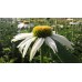 Jeżówka purpurowa (Echinacea purpurea) Alba