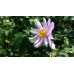 Zawilec mieszańcowy (Anemone hybrida) Monte Rose